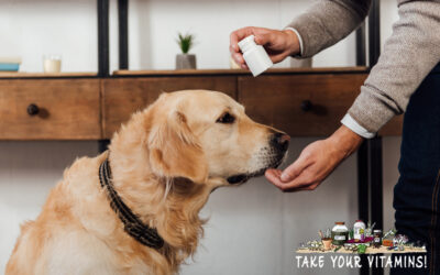 How Can I Boost My Pet’s Immune System Naturally?